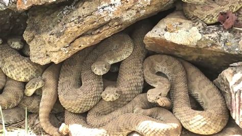 teem mega world|Rattlesnakes in Colorado 'Mega Den': Watch Live Stream.